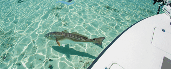 A redfish being sight fished from a skiff in the clear, shallow waters of Topsail, NC.