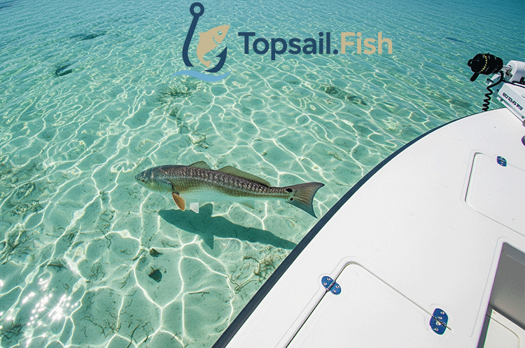 A redfish being sight fished from a skiff in the clear, shallow waters of Topsail, NC.