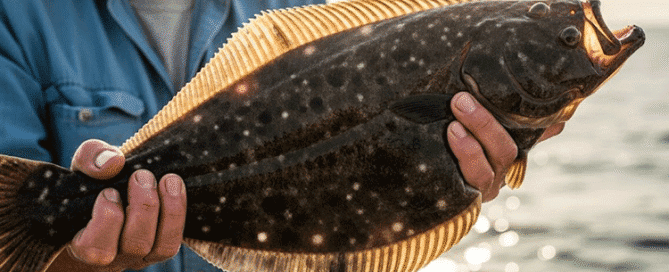 A fisherman proudly displays a large 'doormat' flounder, showcasing a successful catch from a Topsail fishing trip.