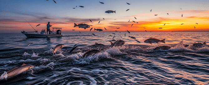 A dramatic sunset over an inshore waterway with a boat and fisherman, as numerous fish leap from the water amidst swirling currents, illustrating a strong outgoing tide and active feeding.
