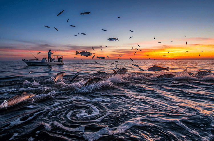 A dramatic sunset over an inshore waterway with a boat and fisherman, as numerous fish leap from the water amidst swirling currents, illustrating a strong outgoing tide and active feeding.