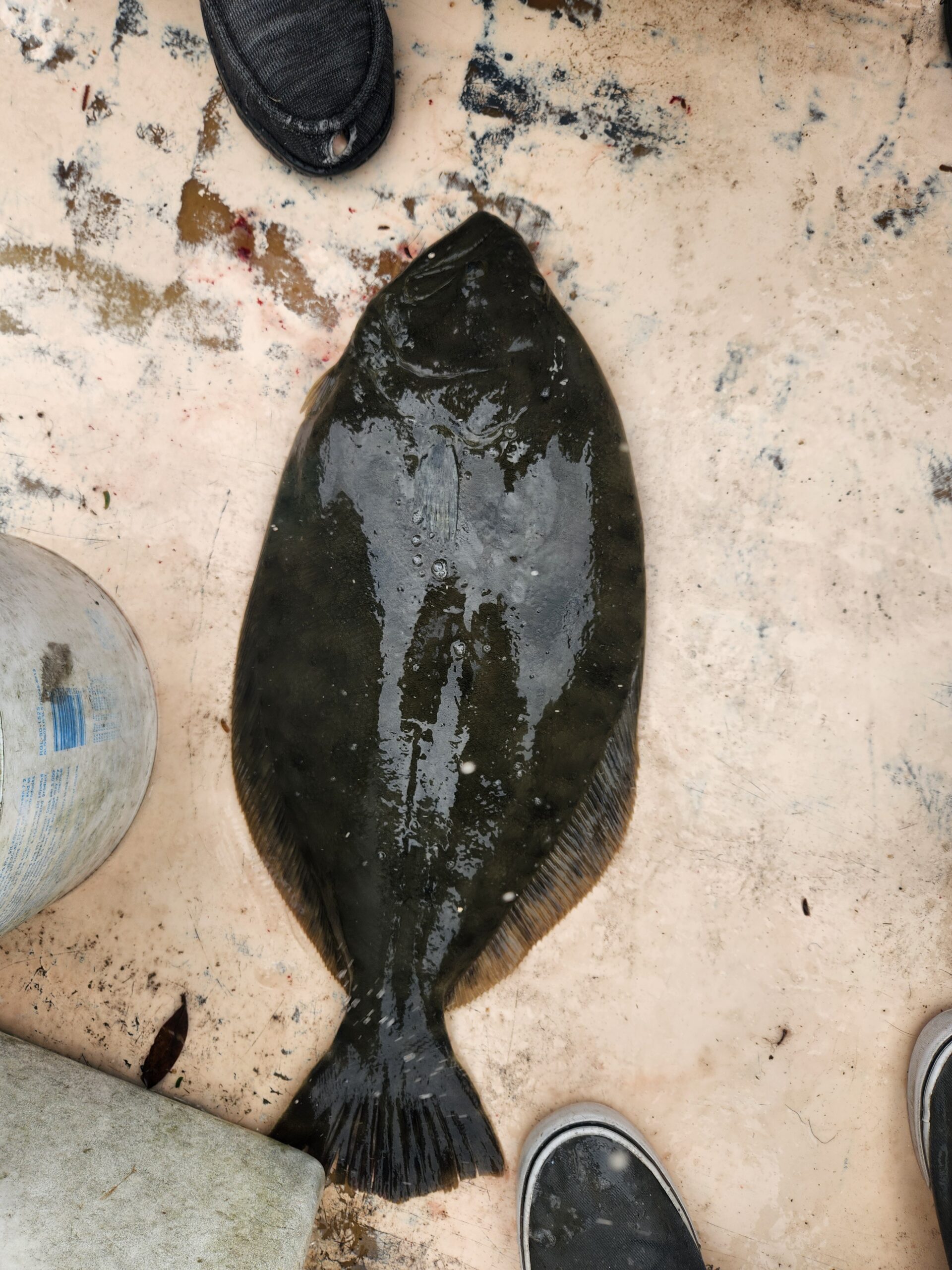Fishing Incognito | gottafly guide service | Captain Lee Parsons | A large flounder on the deck.