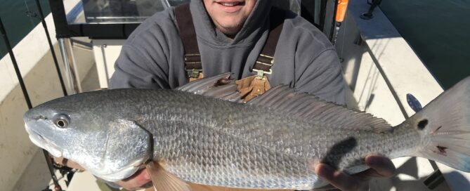 Angler on a Topsail Beach fishing charter catching a Speckled Trout on an oyster bar