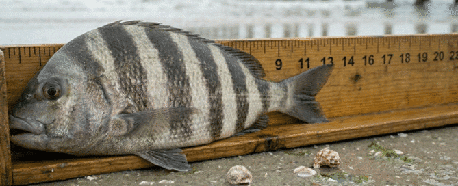 New NC Sheepshead Regulations 2026: Size & Bag Limit Changes