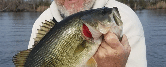 Captain Mike Hoffman bass fishing at Sutton Lake