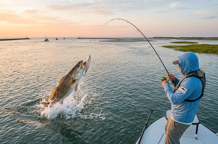 Angler fighting a large Speckled Trout during topwater 'walk-the-dog' action at New River Inlet during Topsail Island April Fishing