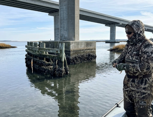 Topsail Island February Red Drum Fishing: Cold Water Tactics