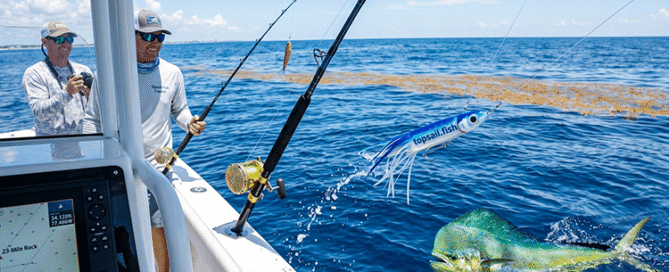 Mahi-Mahi chasing a trolling lure near a weed line offshore Topsail Island