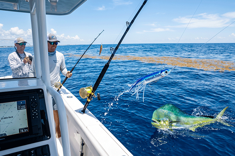 Mahi-Mahi chasing a trolling lure near a weed line offshore Topsail Island
