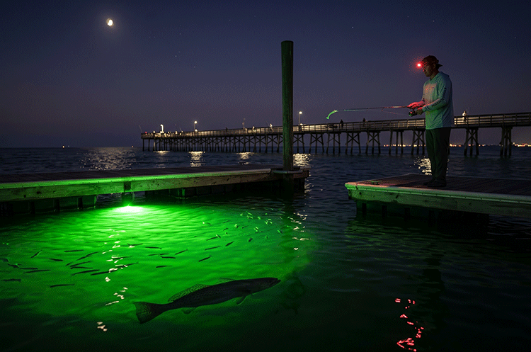 Angler casting into a green dock light for Speckled Trout at night in Topsail Island