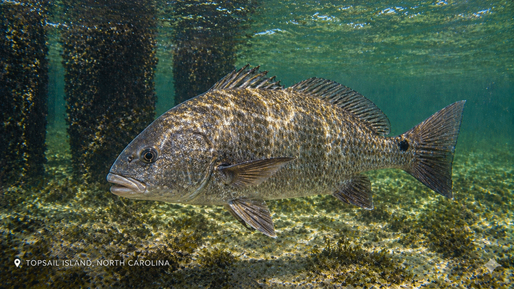 A black drum fish in the waters around Topsail Island | Fishing Charters
