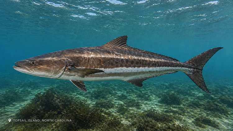 A cobia in the waters around Topsail Island | Fishing Charters