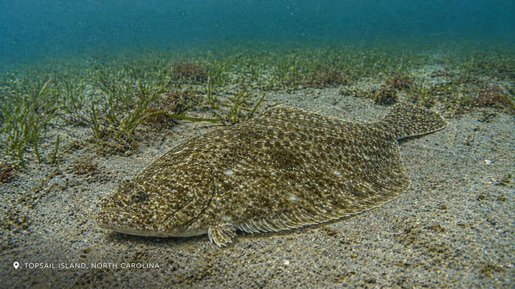 A flounder in the waters around Topsail Island | Fishing Charters