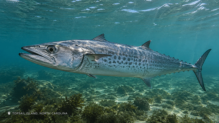 A king mackerel in the waters around Topsail Island | Fishing Charters