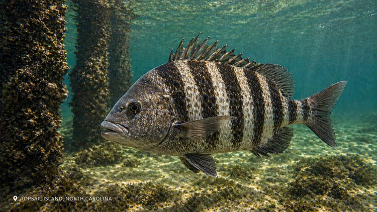 A sheepshead fish in the waters around Topsail Island | Fishing Charters
