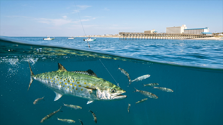 A spanish mackerel in the waters around Topsail Island | Fishing Charters