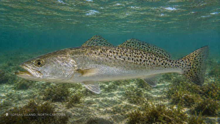A speckled trout in the waters around Topsail Island | Fishing Charters