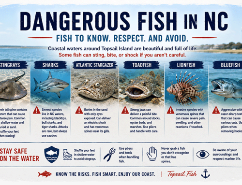 Dangerous Fish in NC Waters Near Topsail Island
