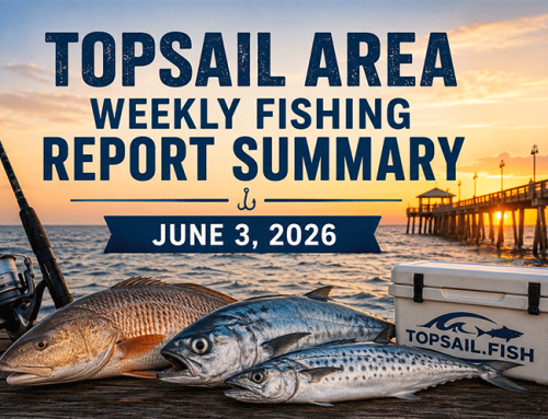 Topsail Area Weekly Fishing Report Summary | June 3, 2026