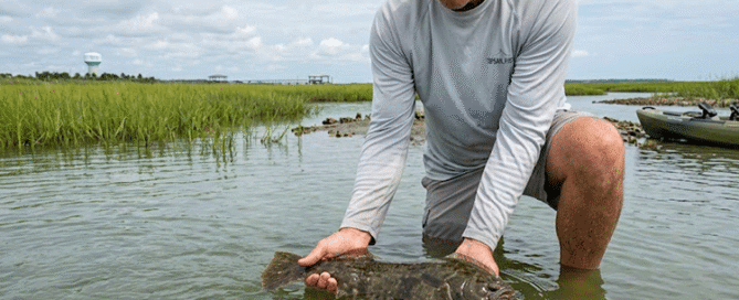 An angler carefully practicing catch and release for a flounder in the marshes, reflecting the topsail island flounder fishing august regulations.