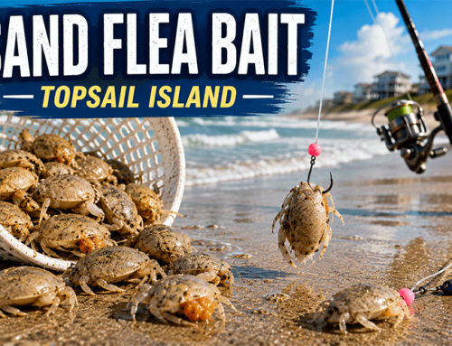 How to Catch and Rig Sand Fleas: The Best Surf Fishing Bait on Topsail Island