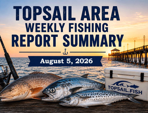Topsail Area Weekly Fishing Report Summary | August 5, 2026