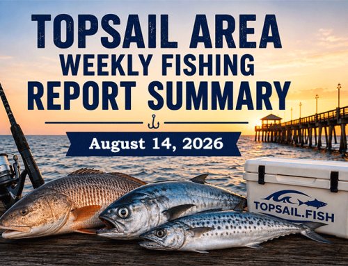 Topsail Area Weekly Fishing Report Summary | August 14, 2026