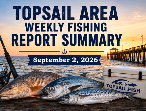 Topsail Area Weekly Fishing Report Summary | September 2, 2026