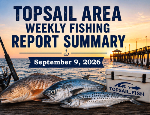 Topsail Area Weekly Fishing Report Summary | September 9, 2026