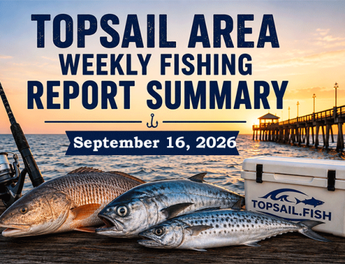 Topsail Area Weekly Fishing Report Summary | September 16, 2026