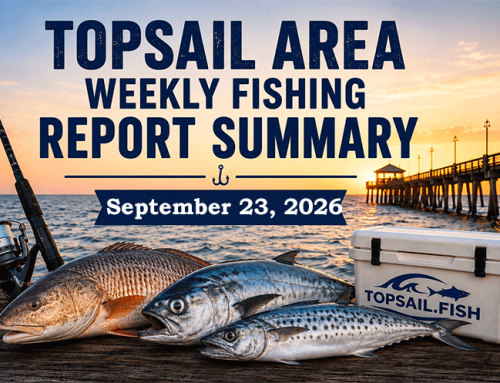 Topsail Area Weekly Fishing Report Summary | September 23, 2026